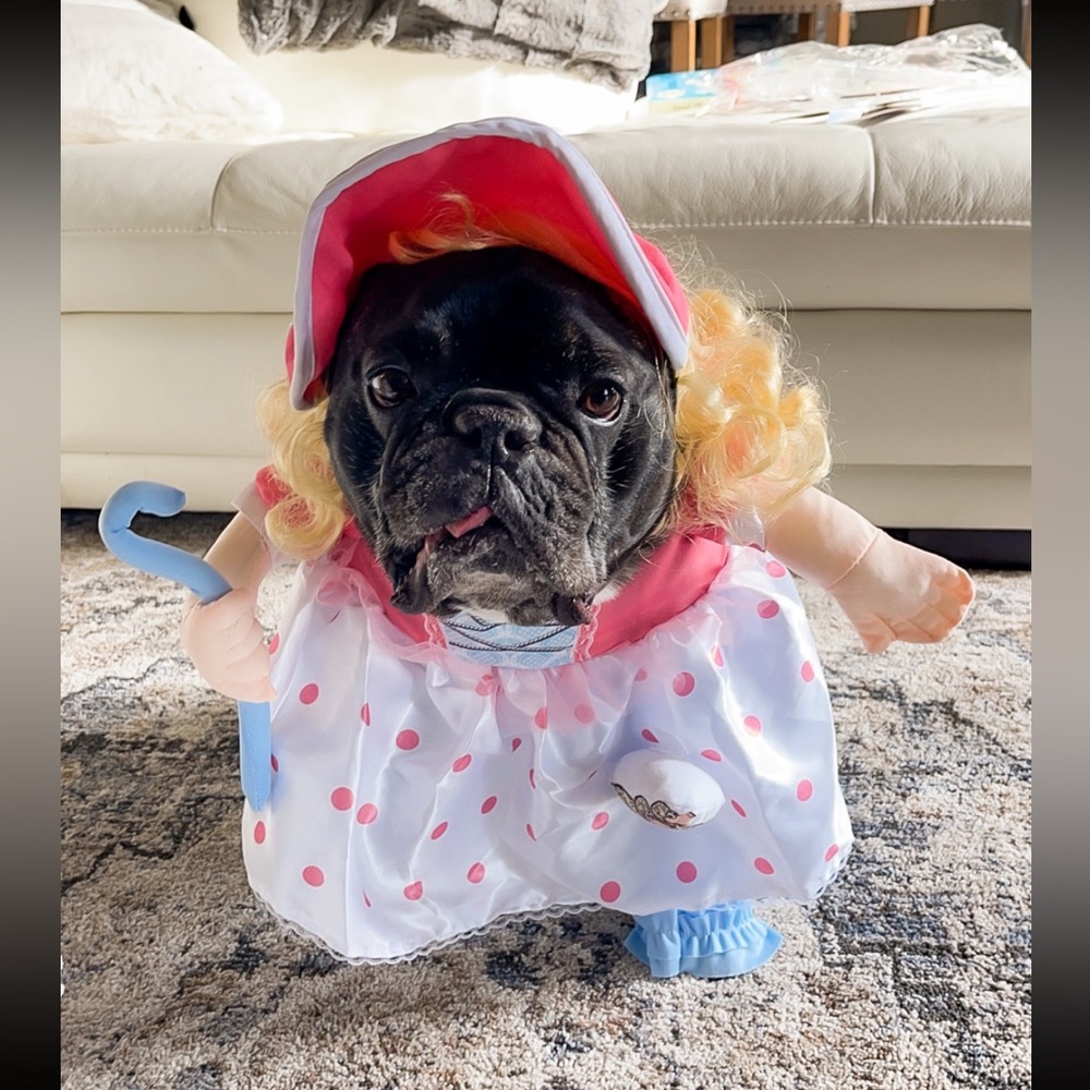 Little Bo peep dog costume XL